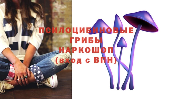 прущие грибы Горно-Алтайск